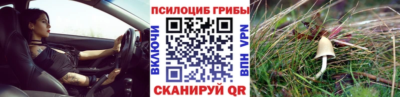 Псилоцибиновые грибы Psilocybine cubensis  Агрыз 